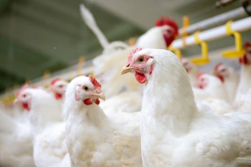 Dicloroisocianurato de sodio: mejora de la salud de los pollos de engorde al reducir los niveles microbianos dañinos en la línea de flotación