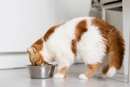 Los valores relativos de sobresaturación distinguen entre alimentos felinos urinarios y no urinarios y se alinean con las contribuciones esperadas de analitos de orina a los urolitos