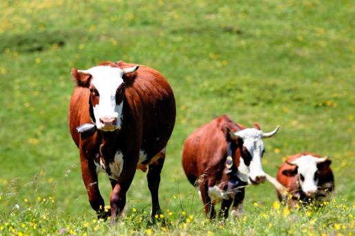 Uso de vacunas en rebaños canadienses de vacas y terneros y oportunidades de mejora