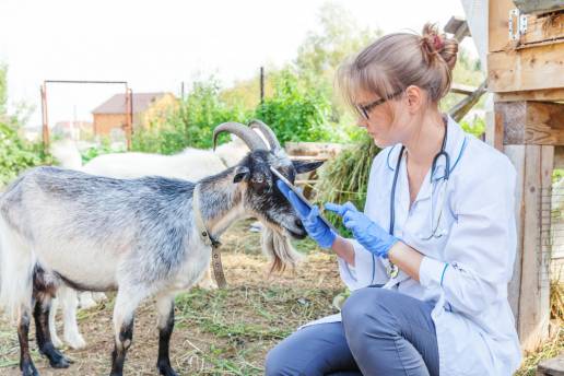 Farmacocinética de esomeprazol en cabras (Capra aegagrus hircus) después de la administración intravenosa y subcutánea