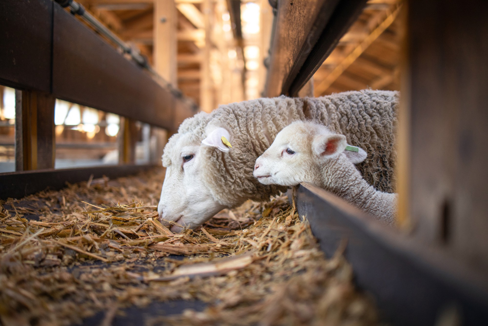 En qué se diferencian las leches de cabra, vaca y oveja - Foto 1