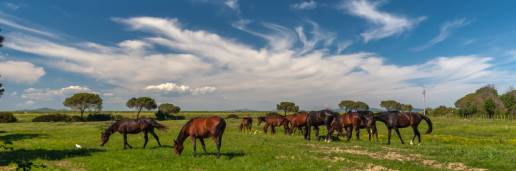 Un total de 60 caballos de 34 ganaderías participan en el XXIII Concurso Morfológico de Torrelavega