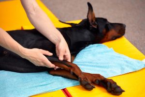 Investigado un vecino de Sabiote acusado de ejercer de fisioterapeuta de animales sin ser veterinario
