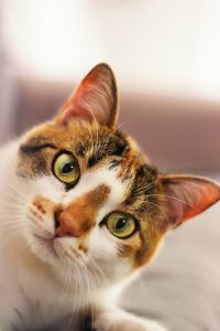 10 Consejos para un gato sano y feliz