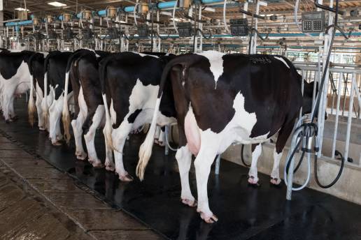 Avances en la investigación sobre la regulación de los rasgos de producción por microbiota gastrointestinal en vacas lecheras