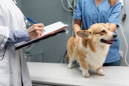 Duración de la infusión de velocidad constante con diazepam o propofol para las convulsiones en racimo canino y el estado epiléptico