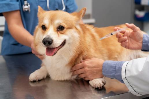 Eficacia terapéutica y farmacocinética de la inyección de liposomal-cannabidiol: un estudio clínico piloto en perros con osteoartritis natural
