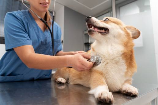 Un estudio de la textura testicular en imágenes de ultrasonido canino