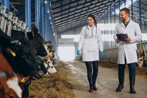 Galicia registra 230.000 animales bovinos vacunados contra la lengua azul