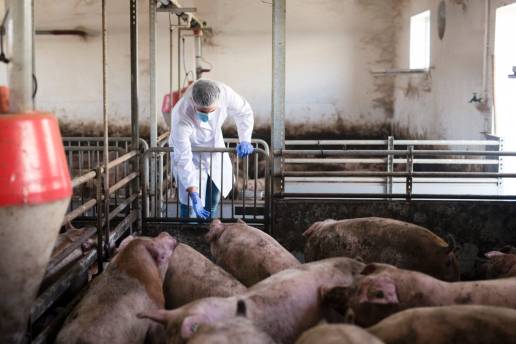 Efectos de la suplementación dietética de L-citrulina en el rendimiento del crecimiento, la calidad de la carne y la composición microbiana fecal en cerdos de engorde