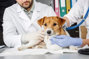 Encuentran viva una perra en una trituradora de Lleida que había sido eutanasiada en Aragón