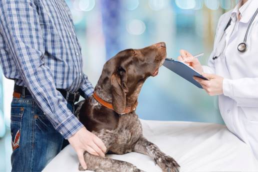 Los Veterinarios de Toledo recuerdan la obligatoriedad de vacunar contra la rabia a perros, gatos y hurones de la región