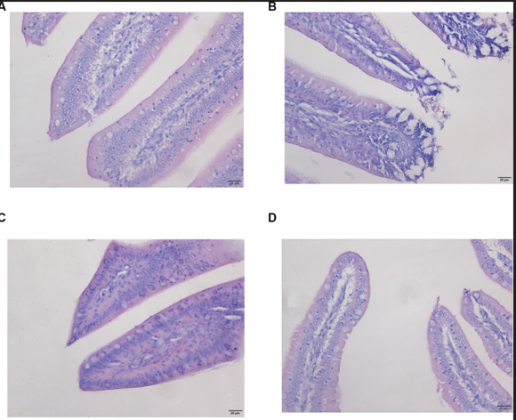 Efectos del nano-selenio en la comunidad microbiana del ciego y la metabolómica en pollos desafiados con ocratoxina A