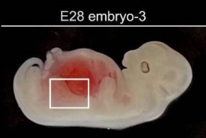 Crean riñones humanizados en embriones de cerdo durante 28 días