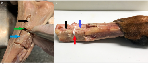 Artrodesis tarsal canina ex vivo: fijación mediante el uso de un nuevo pegamento de tejido óseo