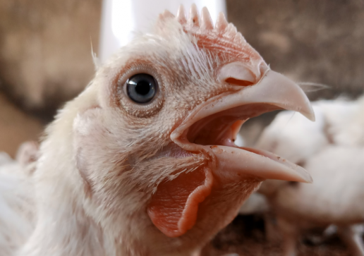 Efectos de la suplementación dietética con triptófano sobre la temperatura rectal, la inmunidad humoral y la composición de la microflora cecal de pollos de engorde estresados por calor