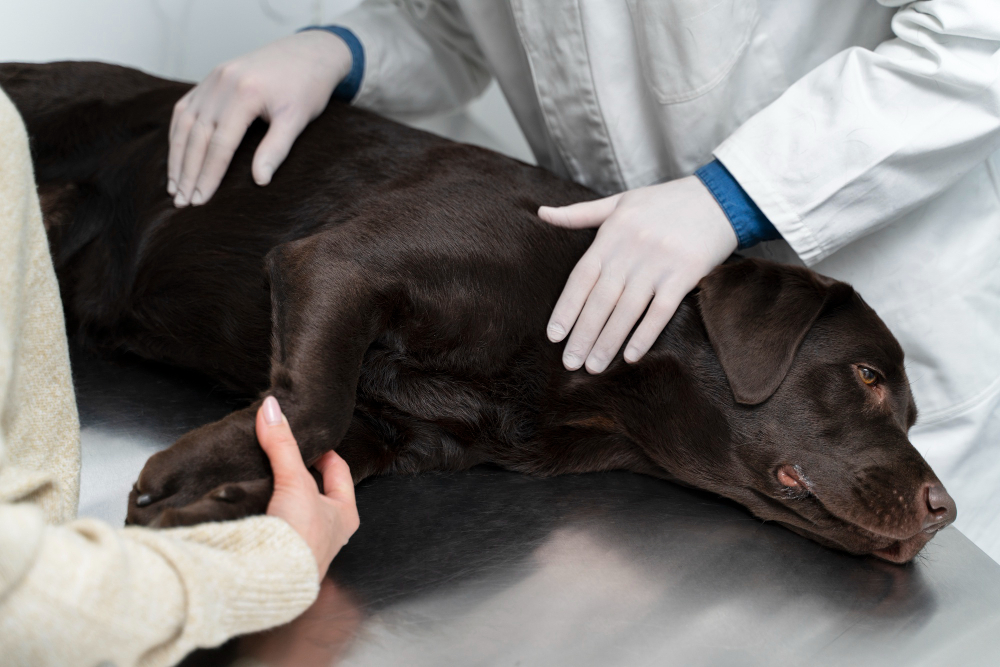 Eficacia y seguridad del cannabidiol para el tratamiento de la osteoartritis canina: una revisión sistemática y metanálisis de estudios de intervención en animales