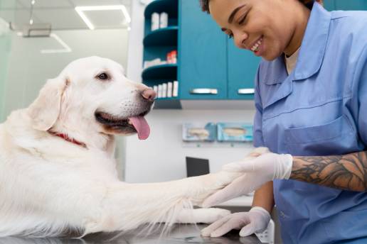 Disminución del uso de fármacos antimicrobianos en perros con dermatitis alérgica tratados con oclacitinib
