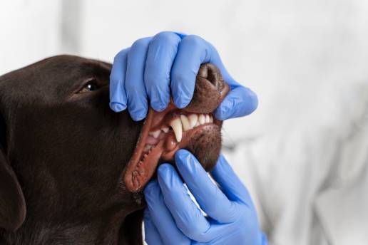 Un aditivo de agua con granada puede reducir la placa dental y la acumulación de cálculos en perros