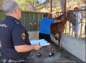 Localizan en Gandia (Valencia) un establo ilegal con caballos en malas condiciones y sin regularizar