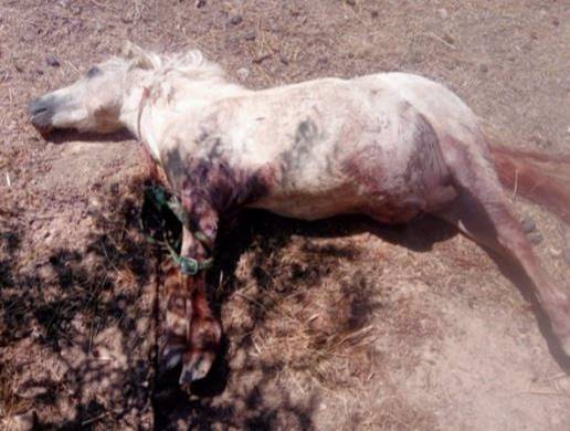 Investigan al dueño de tres pitbull que mataron a un poni e hirieron a otro en Baza (Granada)
