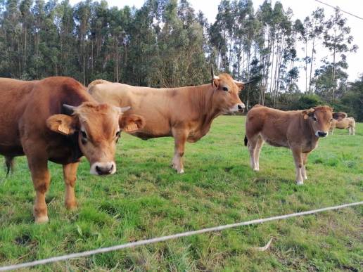 El Gobierno de Asturias confirma cuatro casos de la enfermedad hemorrágica epizoótica en ganado vacuno