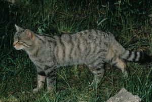 Técnicos regionales y de la URJC evalúan la recuperación del gato montés en el Parque Nacional del Guadarrama