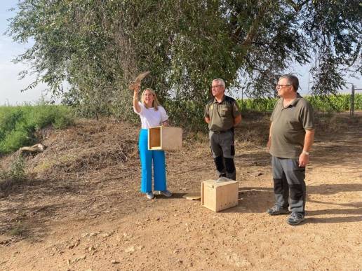 Sueltan 10 ejemplares de cernícalo primilla en Albacete, una especie de rapaz en peligro de extinción