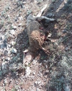 Denuncian la muerte de una oveja por un nuevo ataque de lobo en Nieva de Cameros