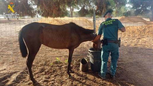Investigan a una mujer en Punta Umbría por no prestar los cuidados necesarios a varios caballos