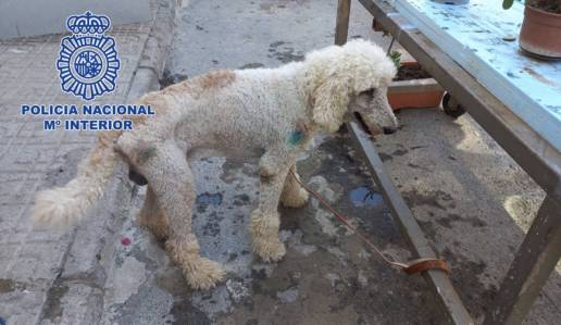Rescatan en El Ejido a un cachorro de caniche sustraído hace meses en Murcia