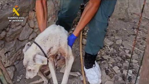 Detenido el responsable de la muerte de dos perros por maltrato animal en San José del Valle (Cádiz)