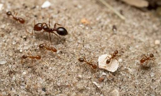 La hormiga roja de fuego, de las especies más invasoras, se establece en Europa y podría llegar España, según un estudio