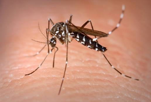 Empresas de sanidad ambiental piden activar campañas de gestión de plagas de cucarachas, mosquitos y ratas tras la DANA