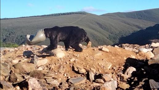 La Junta libera a un ejemplar de oso pardo que tenía la cabeza atrapada en un bidón de plástico en Anllares (León)