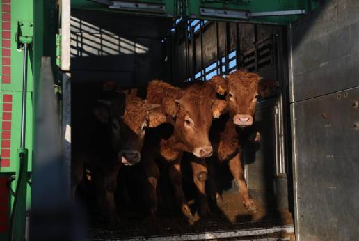 Se elevan a 458 los casos de enfermedad hemorrágica en Cantabria, con 6 vacas fallecidas
