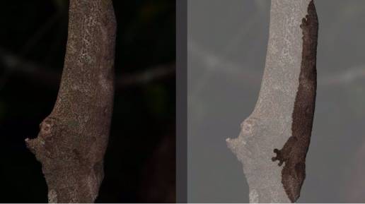 Nueva especie de gecko 'invisible' descubierta en Madagascar
