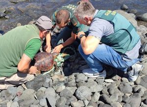 La Guardia Civil rescata dos tortugas varadas en la costa de Gran Canaria