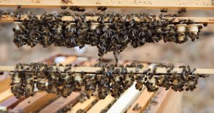 El Gobierno canario concede 539.000 euros en ayudas a la producción de miel de abeja negra