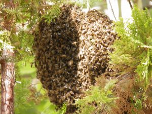 Hasta 340 apicultores trashumantes de C-LM contarán con 358.000 euros de la Junta para paliar los efectos de la sequía