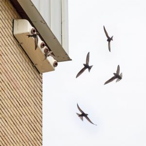 SEO/BirdLife y la Universidad de Zaragoza registran 8.000 aves de 83 especies en sus tres campus