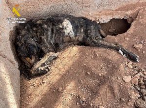Investigado por tener los cadáveres de tres perros en el interior de una perrera en Fuerteventura