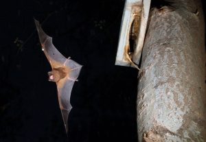CSIC dice que la depredación de un ave rapaz afecta a la supervivencia de una "rara" especie de murciélagos de Doñana