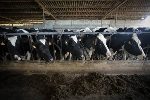 Detectados en Galicia los dos primeros casos de enfermedad hemorrágica en vacas de A Capela y Abegondo