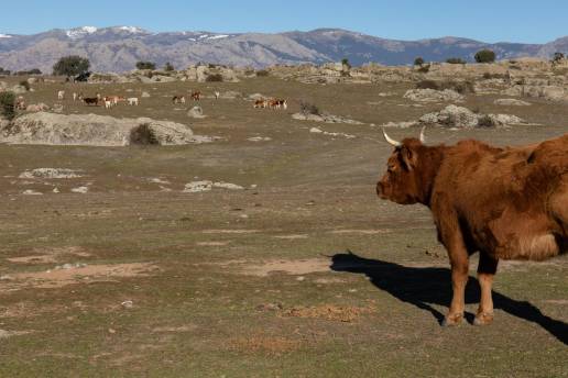 El 'covid de las vacas' preocupa a ganaderos madrileños mientras que expertos señalan que no se transmite al ser humano