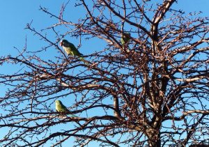El Ayuntamiento impulsa un nuevo plan de control y gestión de la fauna silvestre