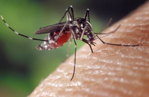 Andalucía detecta presencia de Virus del Nilo Occidental en mosquitos capturados en municipios de Cádiz y Sevilla