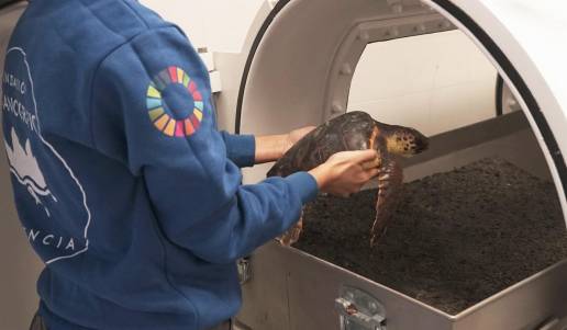 Más de la mitad de las tortugas marinas atrapadas accidentalmente en redes de pesca sufre embolia gaseosa