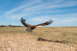 C-LM reincorpora al medio natural a un buitre leonado recuperado en el centro de la ciudad Albacete
