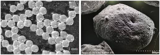 Compuestos de fagos microencapsulados con mayor estabilidad gastrointestinal para el tratamiento oral de la colonización por Salmonella en pollo